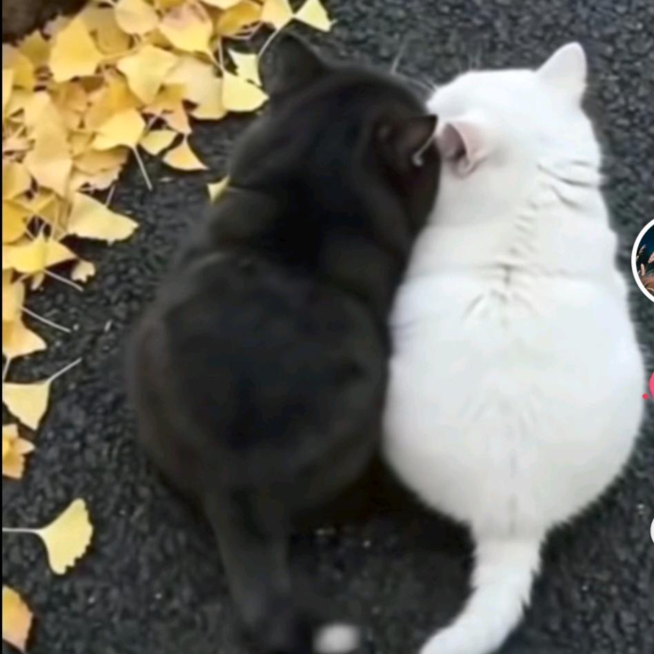 一只猫猫（倾听师）