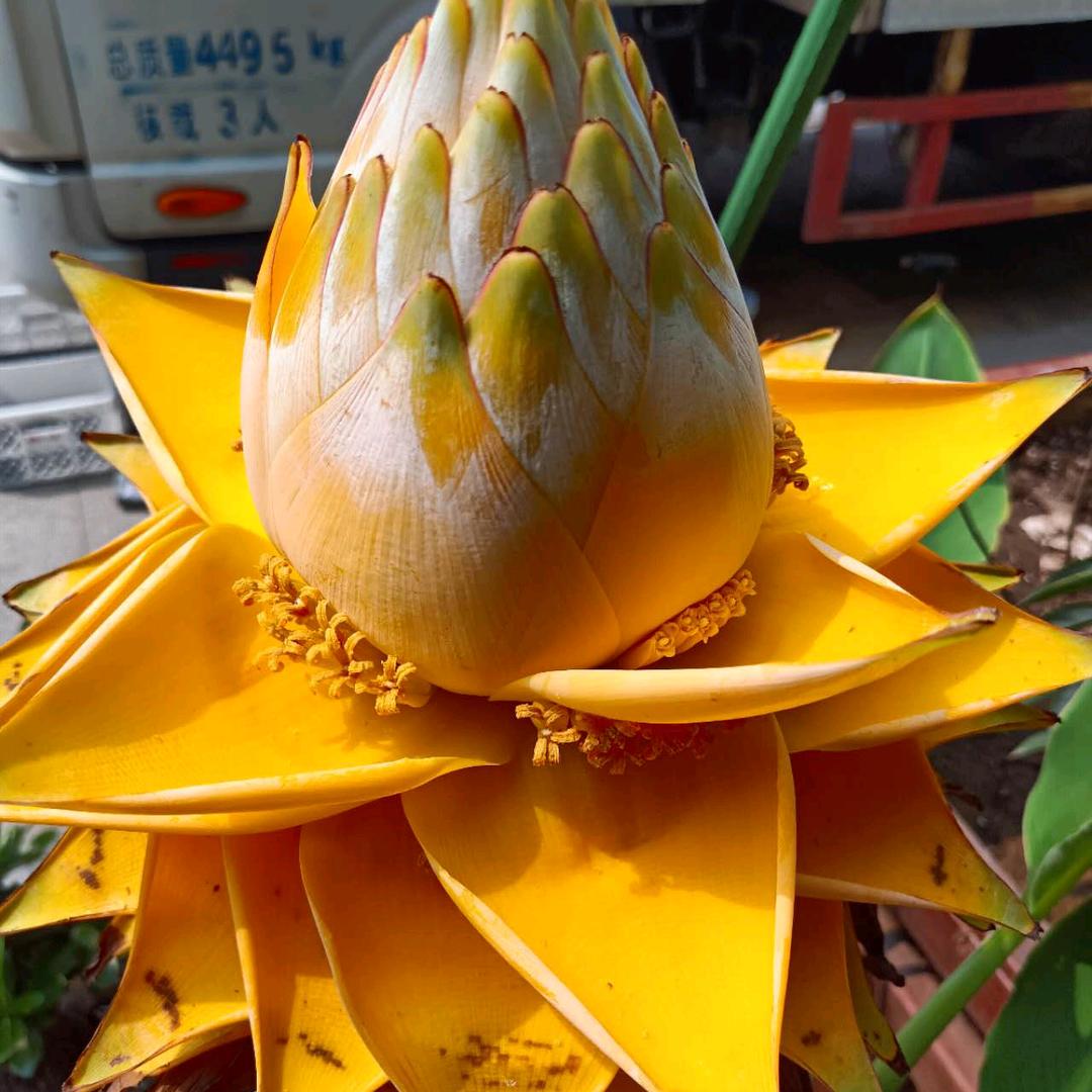 鹏程万里