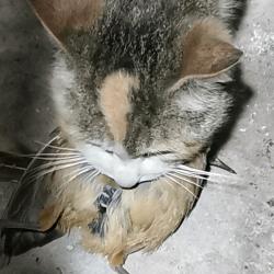 霜墨