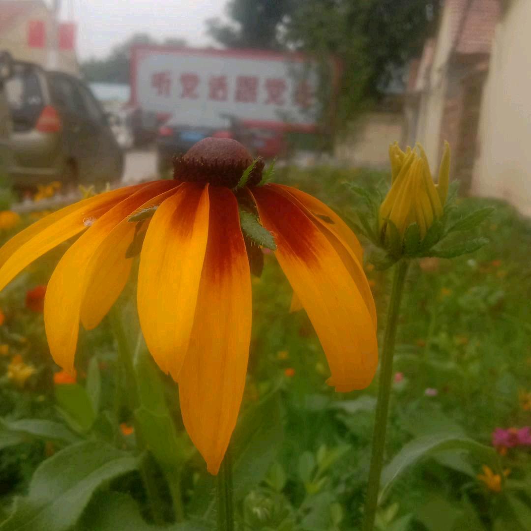乐乐