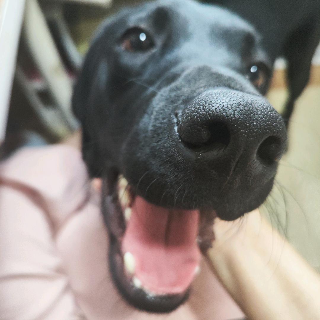 额尔敦是预备导盲犬🐾