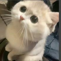 哇塞鹅