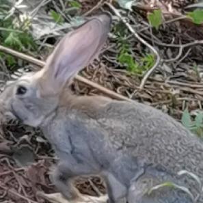 上饶比利时兔养殖