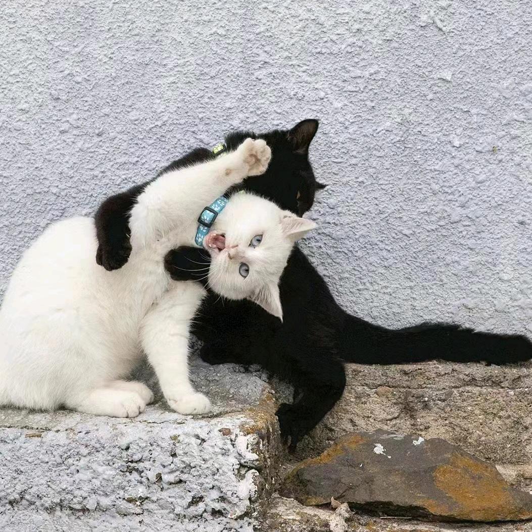 扬乐乐