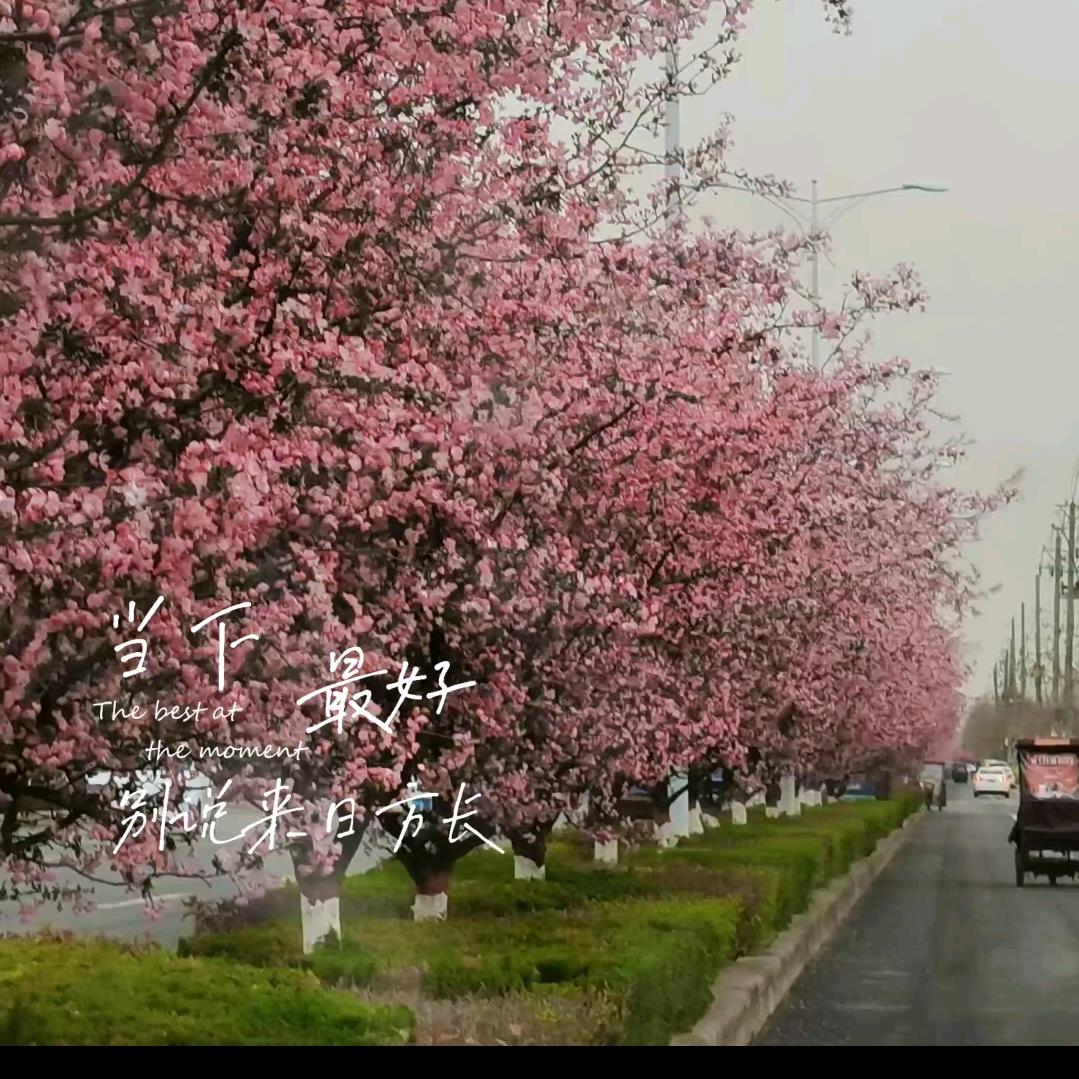 海上深林一只猫