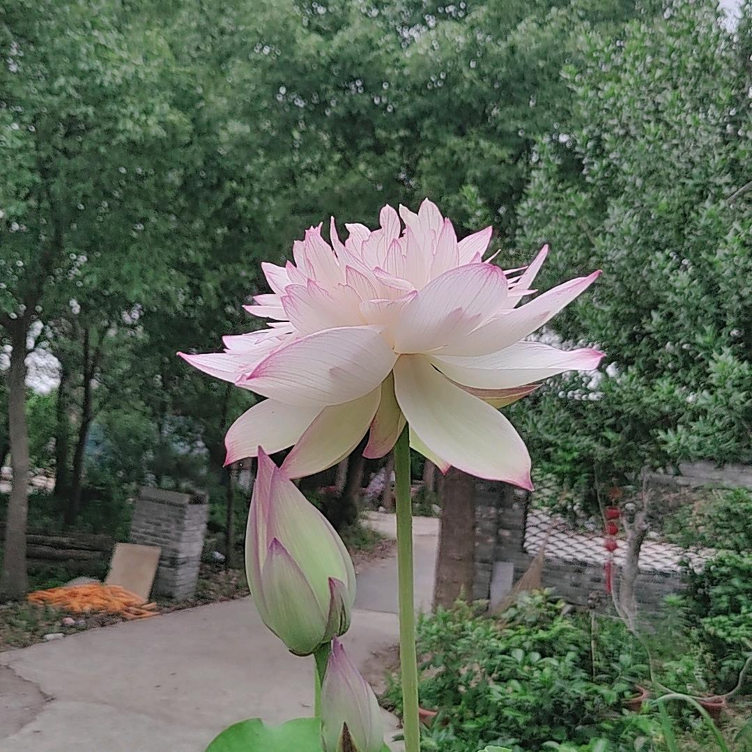 95青砖青瓦