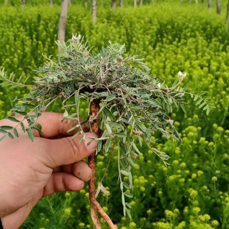 笑口常开🌹🌹