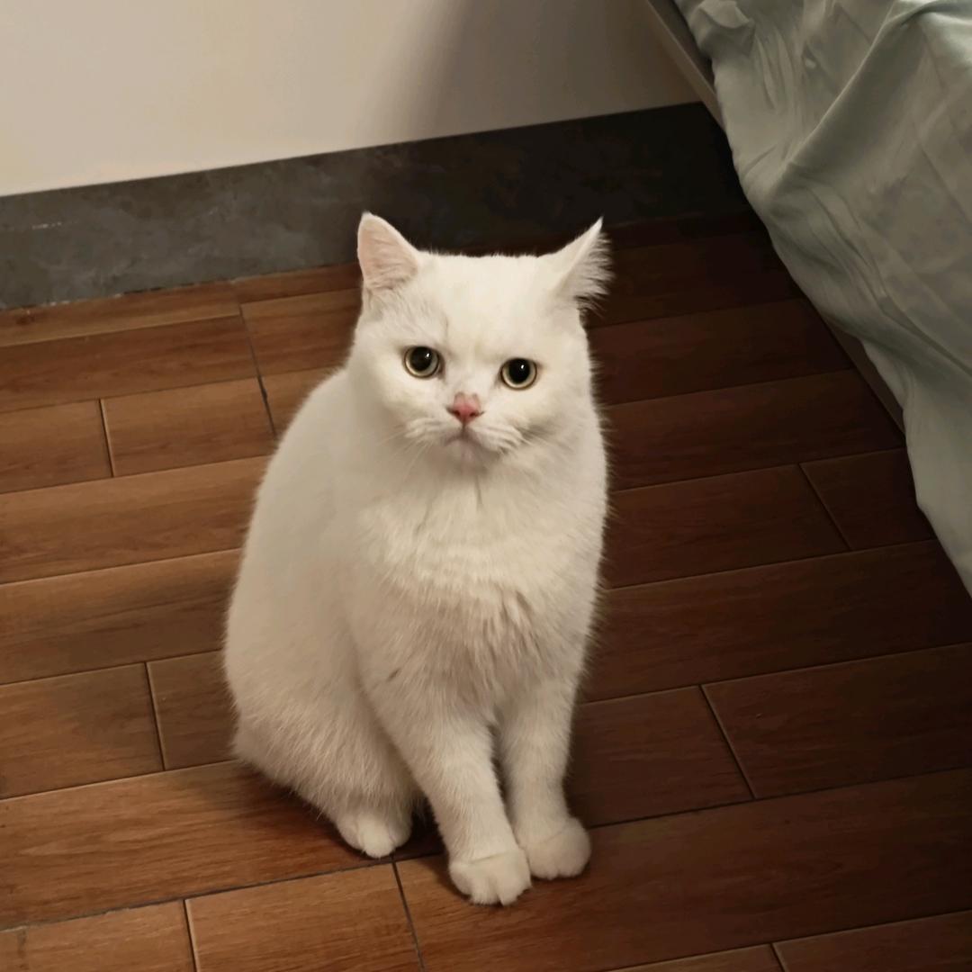 雪球儿