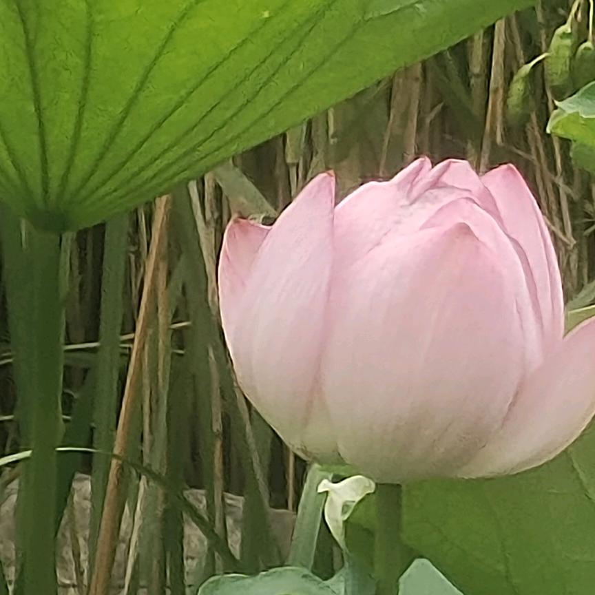小超