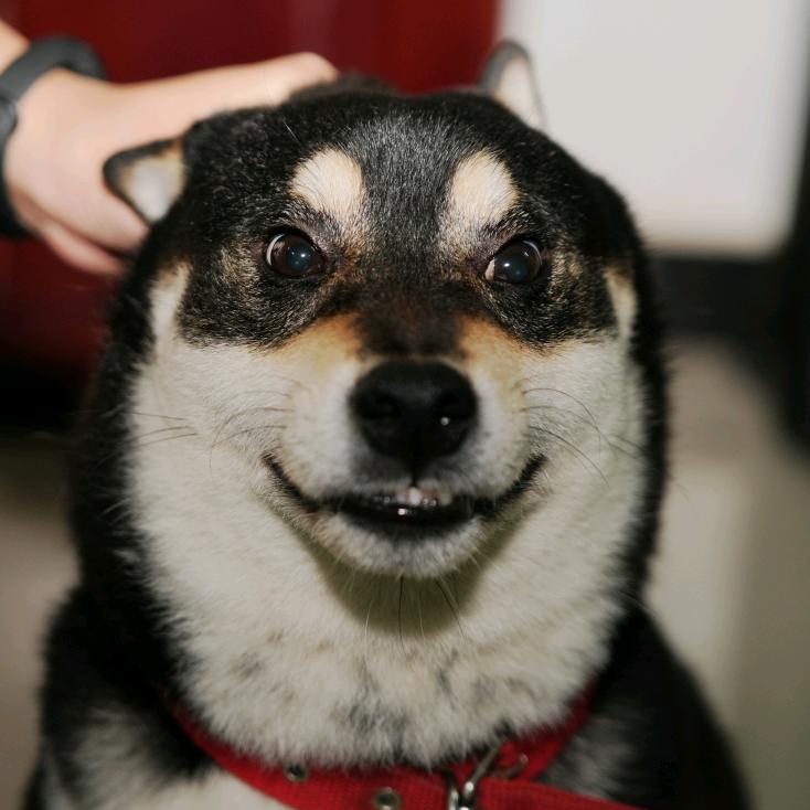 菜菜狗和猪猪猫