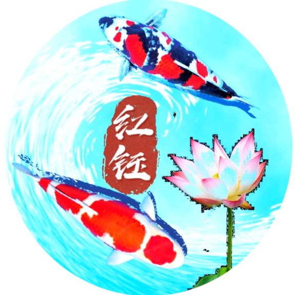 红钰锦鲤水产养殖