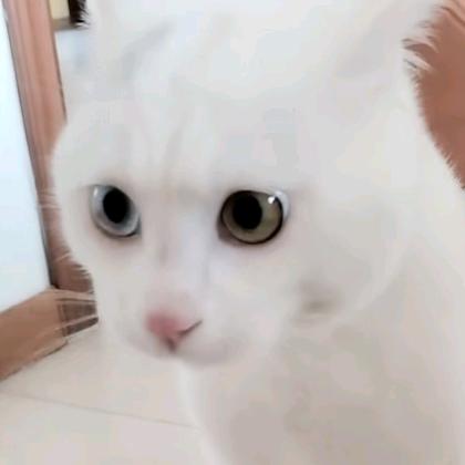 补补（招财版）