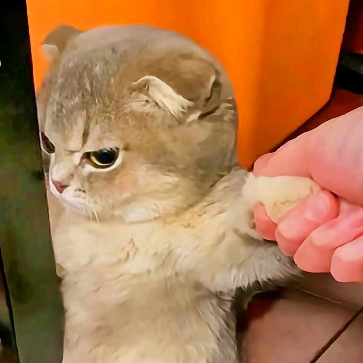 柒柒
