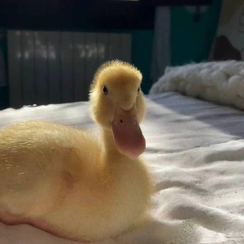 忧郁广东人