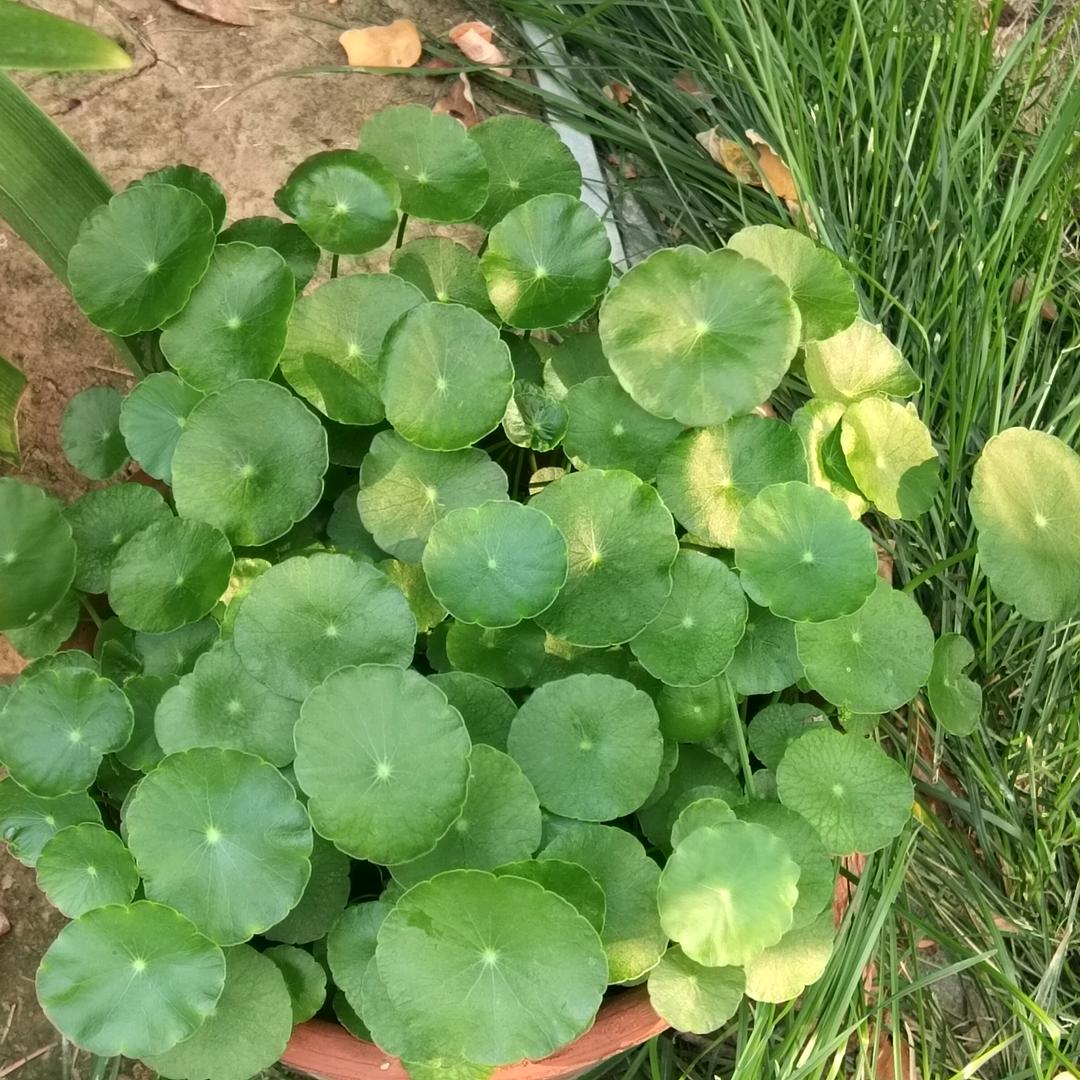 玥玥妈妈