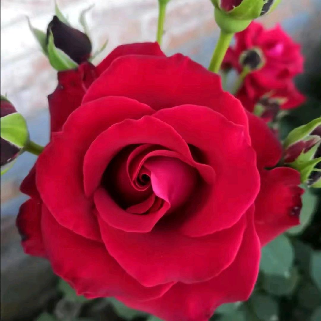 花开富贵（高）