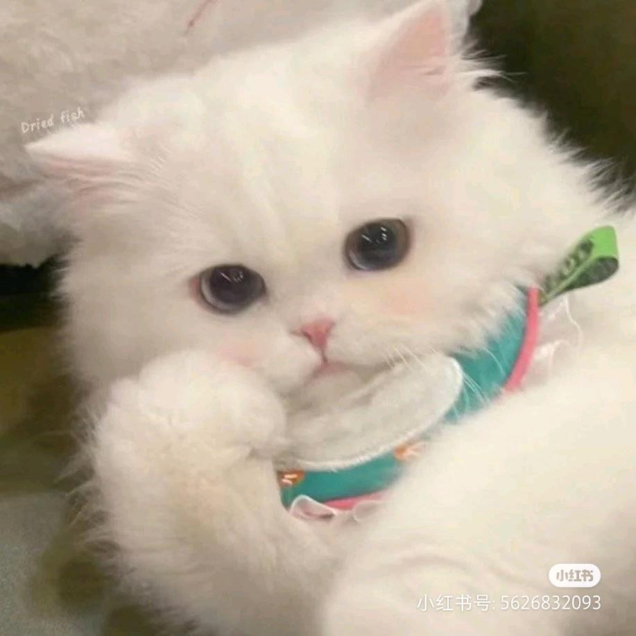 𝓽𝓮𝓶𝓭𝓮𝓻江念💤