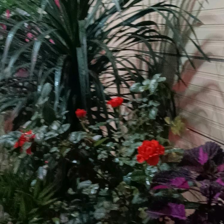 炊烟