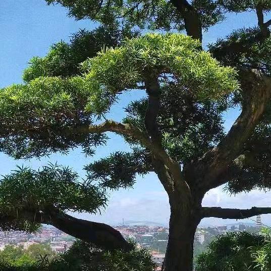 闽南🇨🇳老🈚🍺林