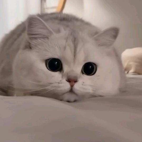 晕头小劫