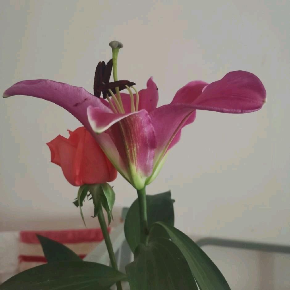 ℋღ᭄英🍒᭄💞࿐