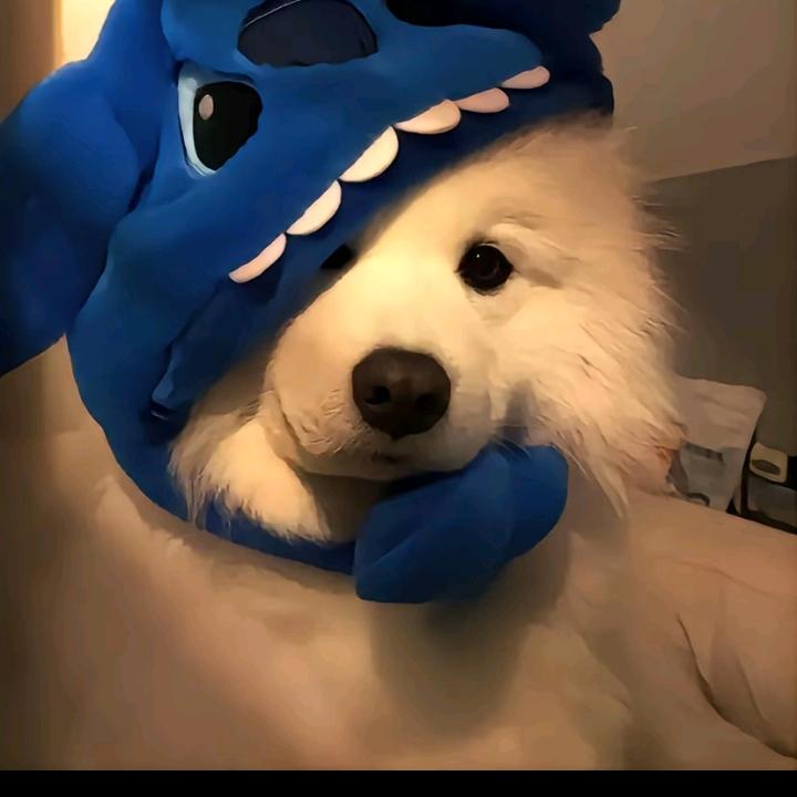 哈
