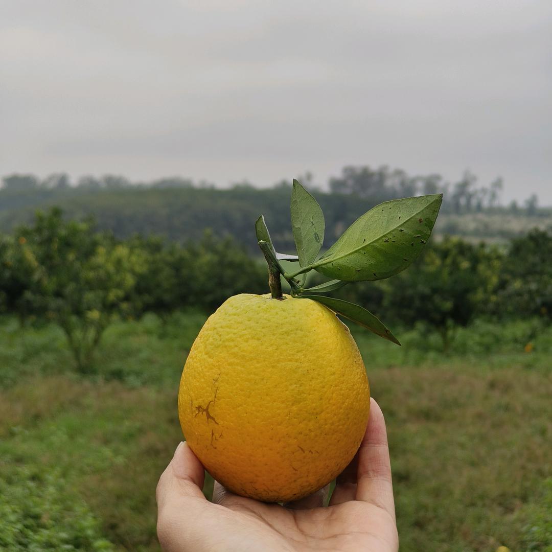 小岛玩家