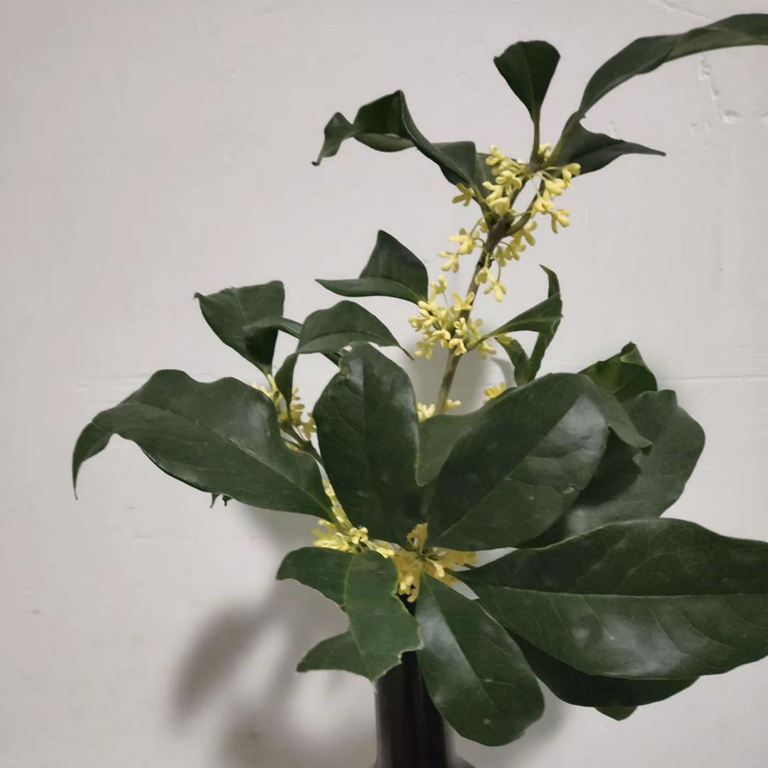 岳yue