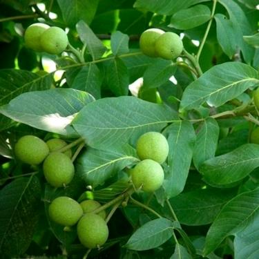 太行山80后农产品