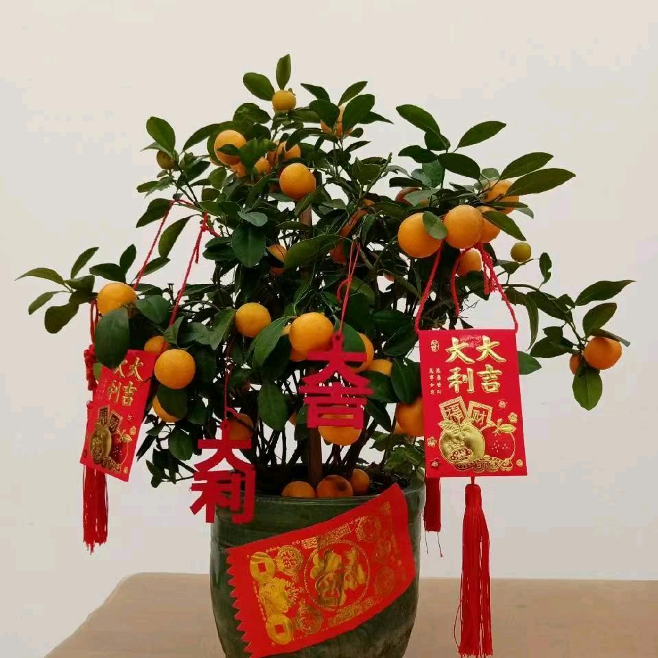 手机用户21242056588