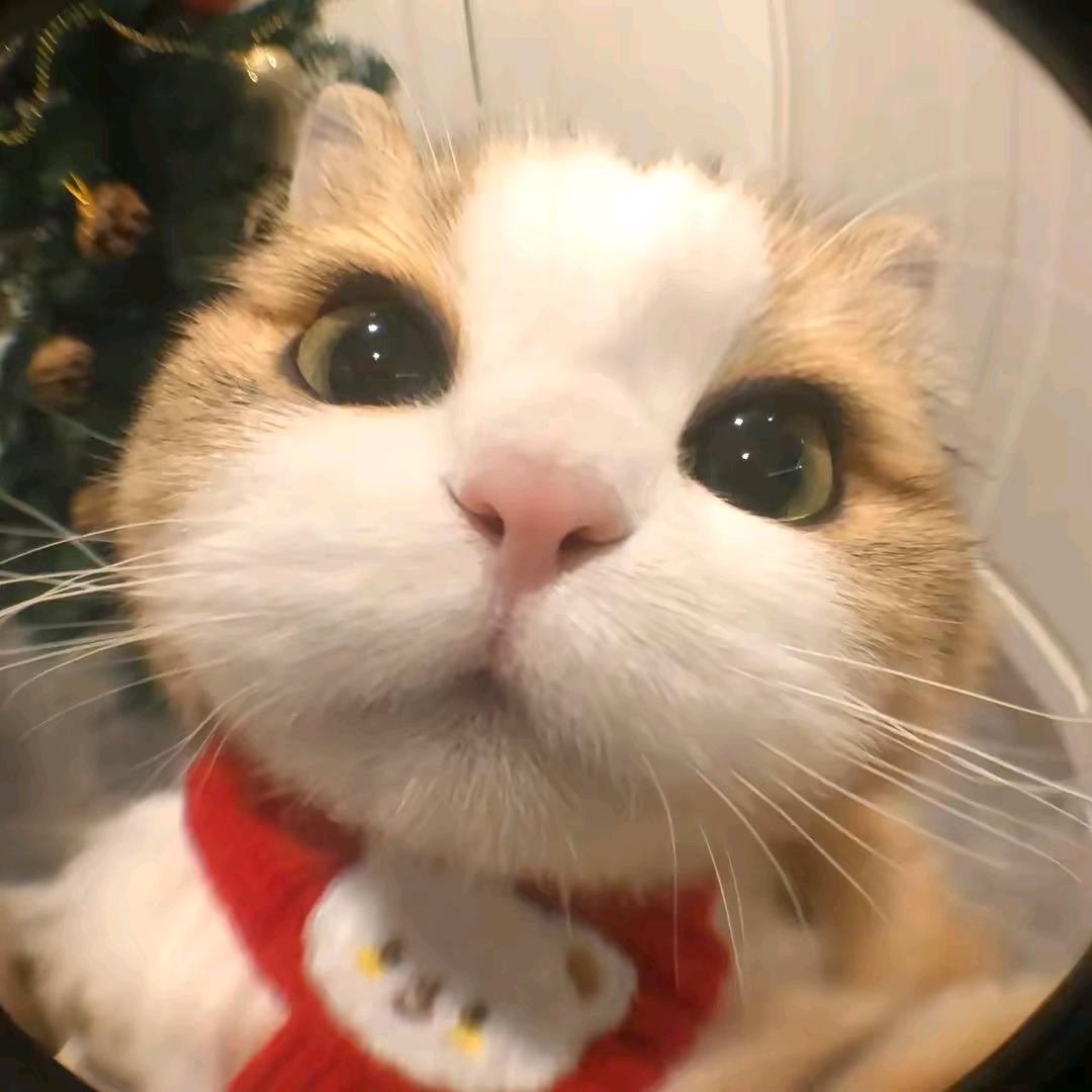 哈哈哈当我没说