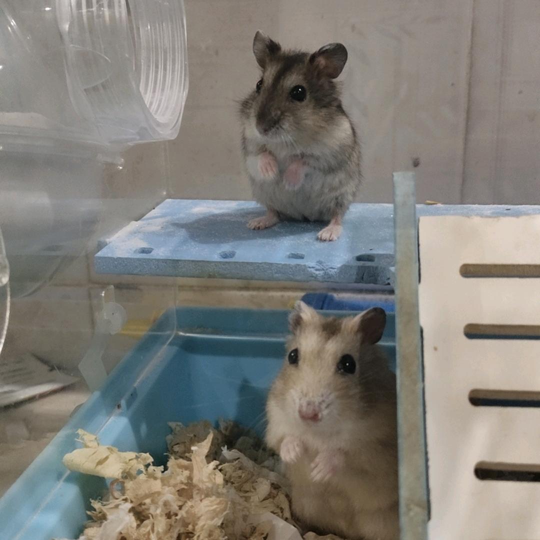 奶油布丁