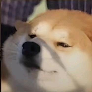 柴犬科技