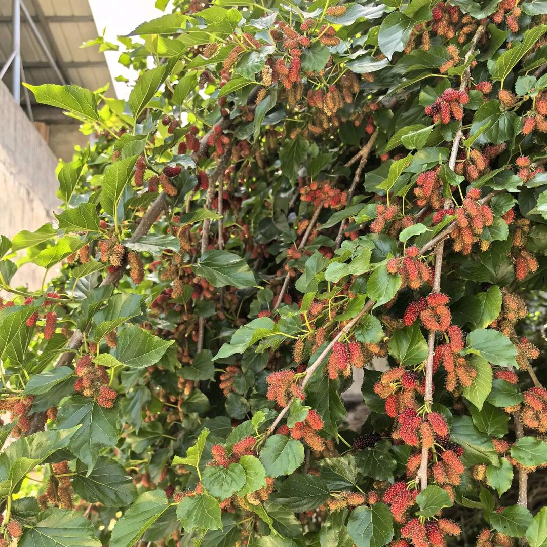 网名叫秀芳