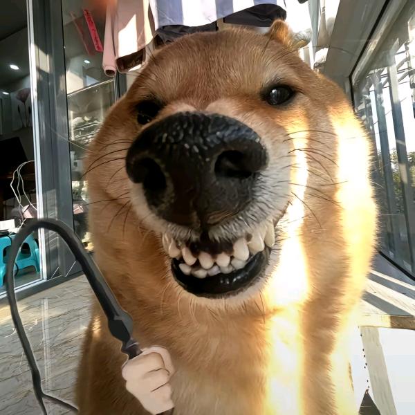 素质感人