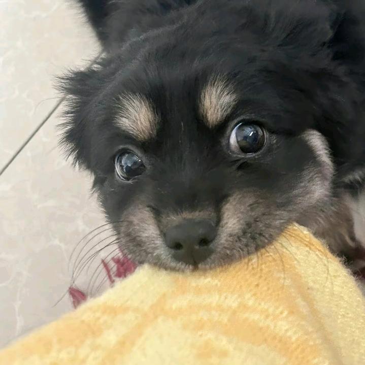 鱼鱼爱吃🐟