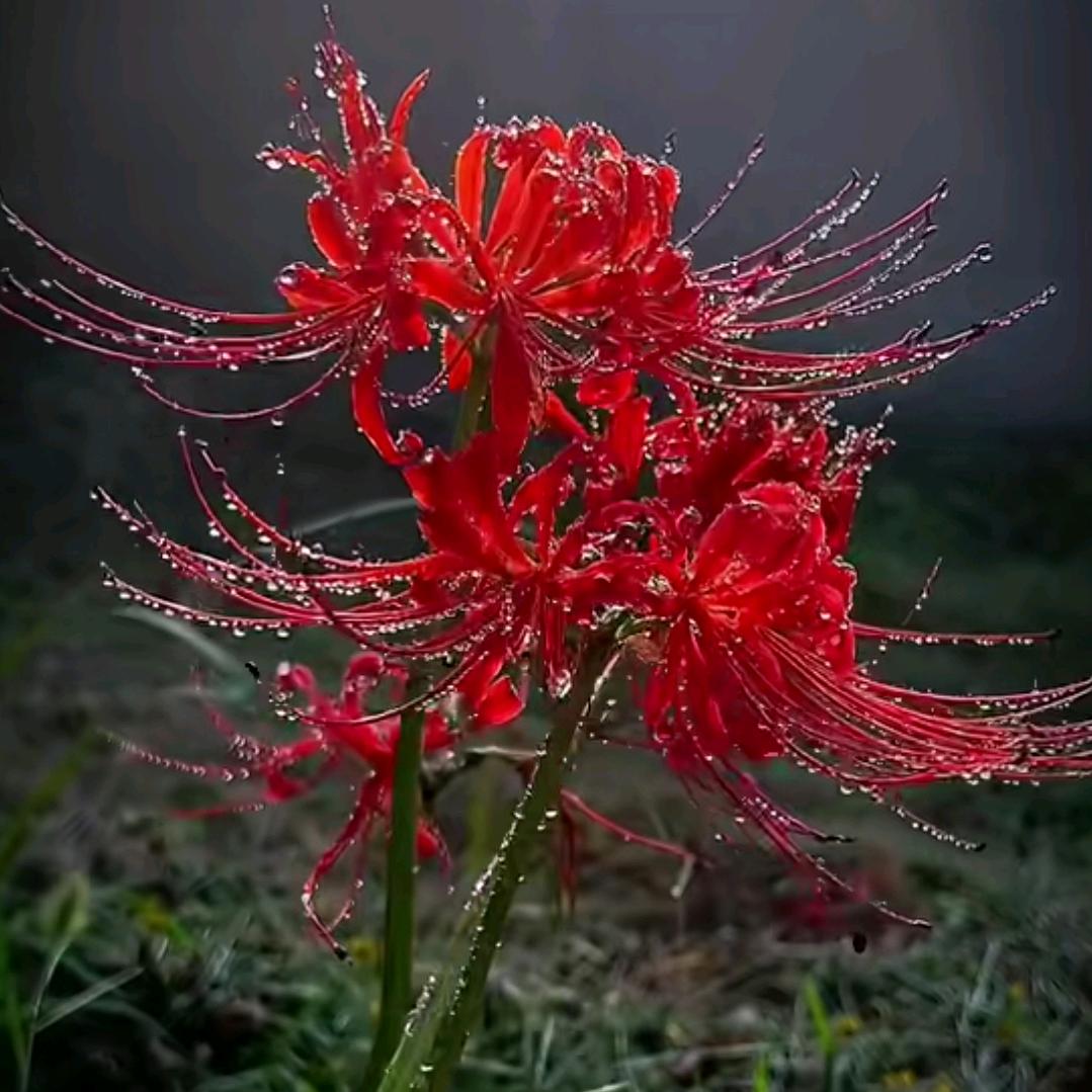 ℳღ别来᭄ꦿ꯭꯭无恙დ᭄✍