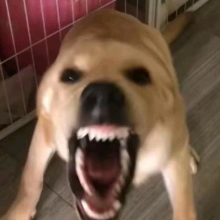 我爱麻包菇
