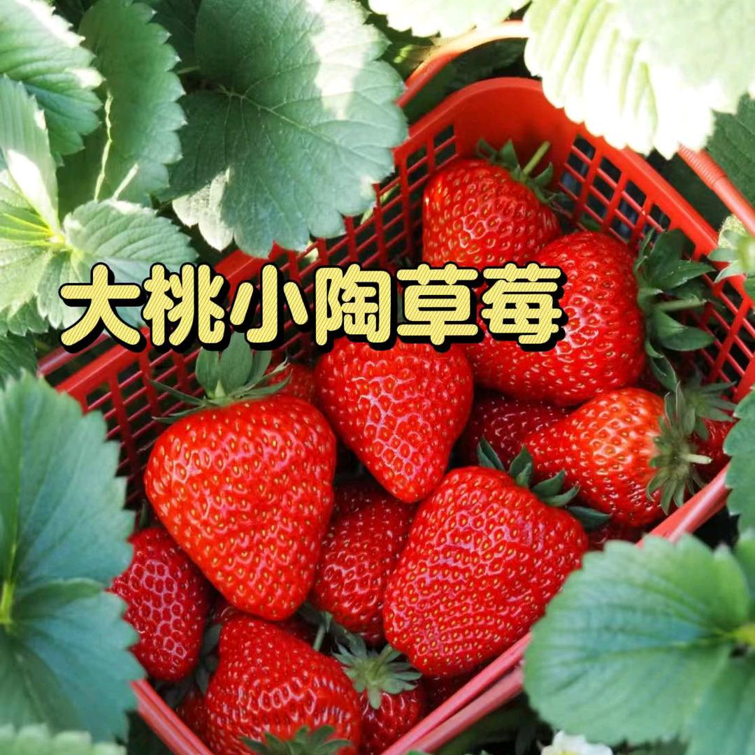 大桃小陶