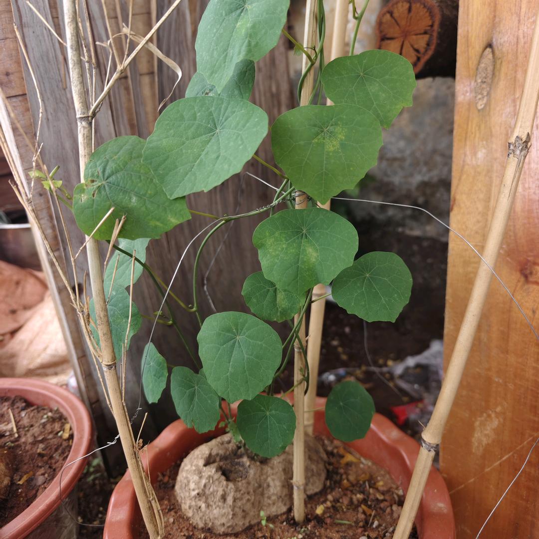 中越秘境稀有山货（赶山界扛霸子庆哥）