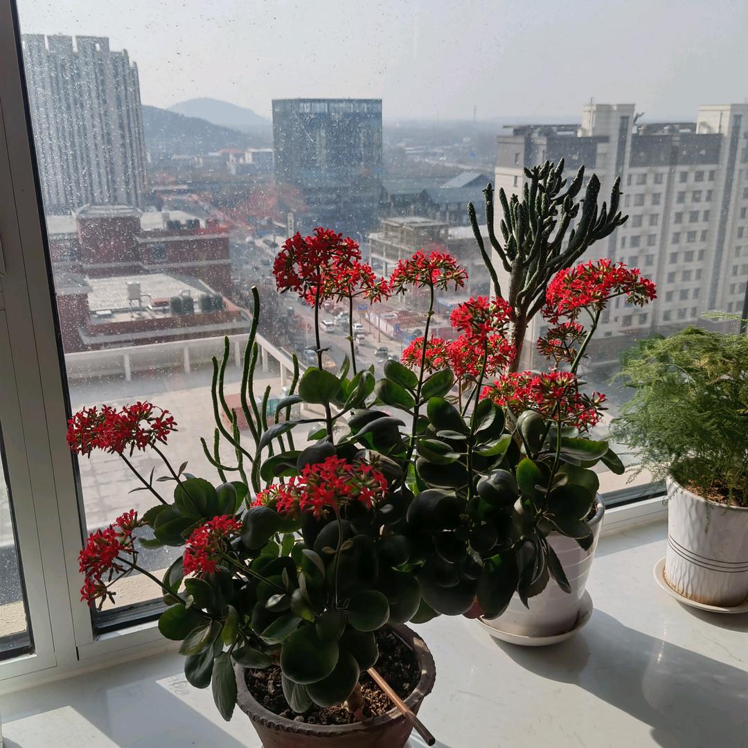 红心果