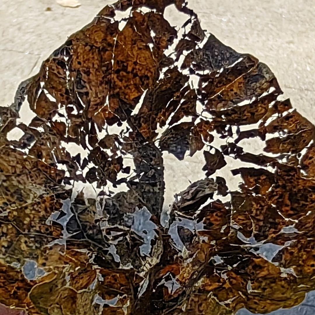 赠人菌子