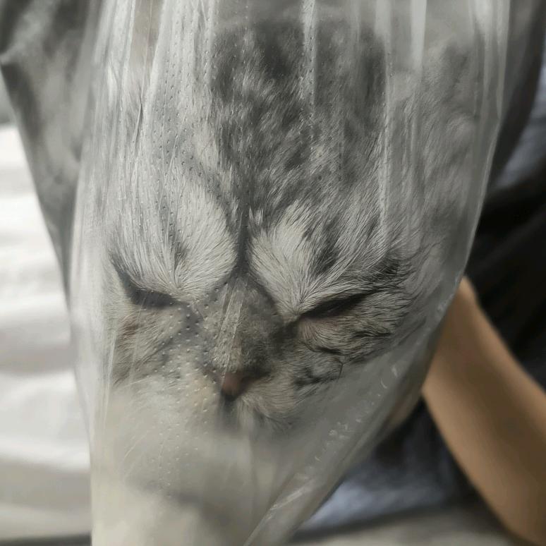 山归时有雾