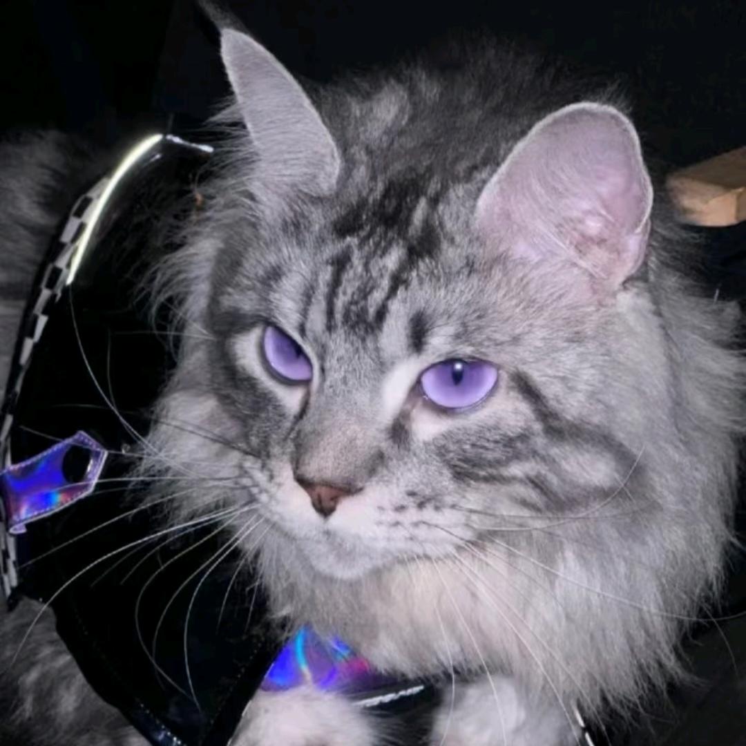 ⭐羊星星🐑🐑