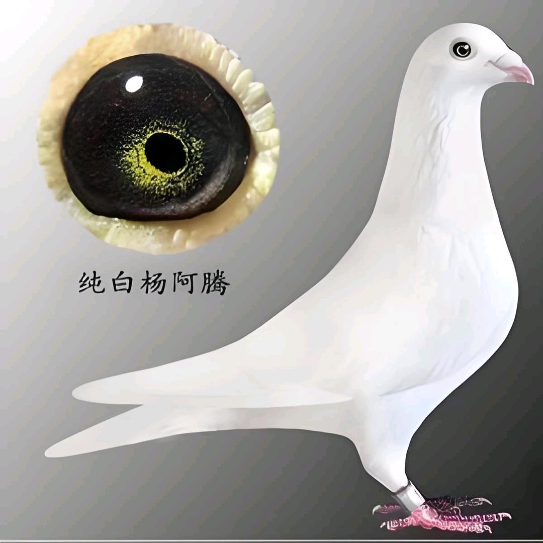 神洲信鸽观赏鸽老国血