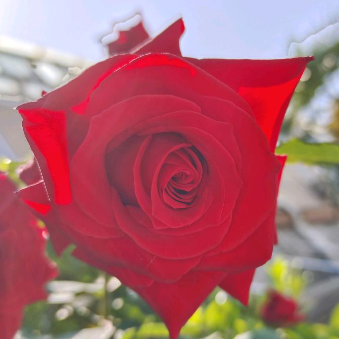 ꧁ღ敏🌹儿꧂🌹