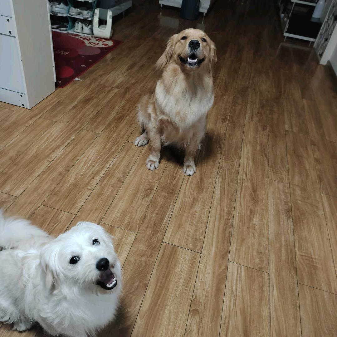 家有旺财旺妞🐶