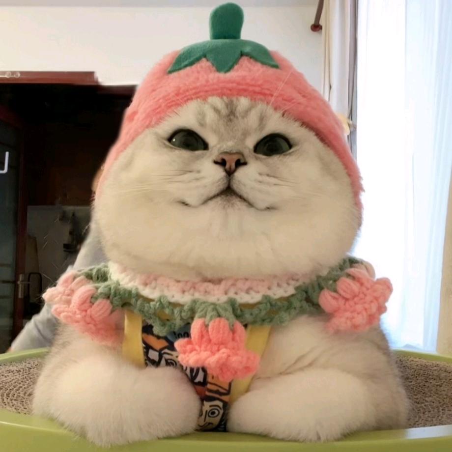 就稀罕猫