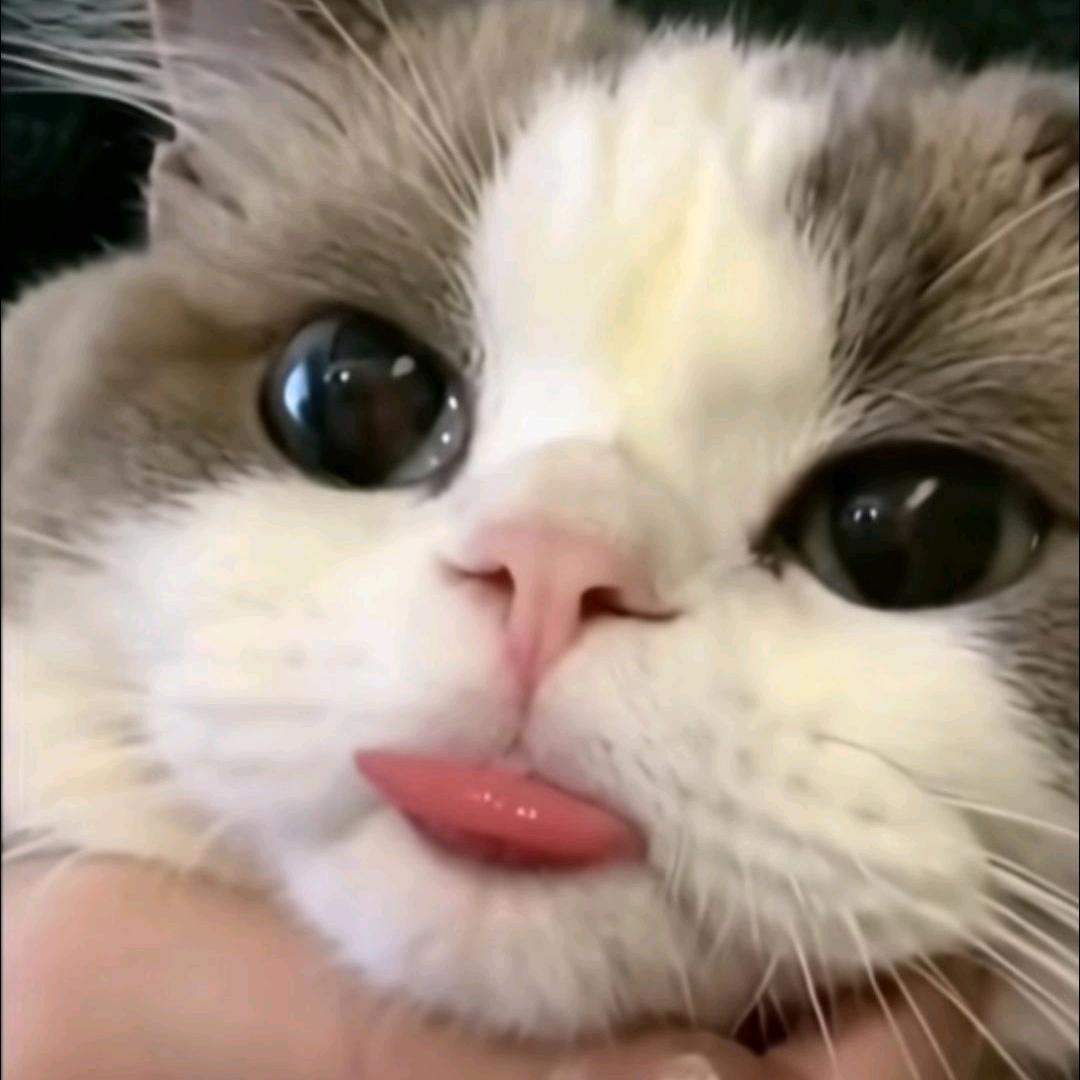 砧板的🐟