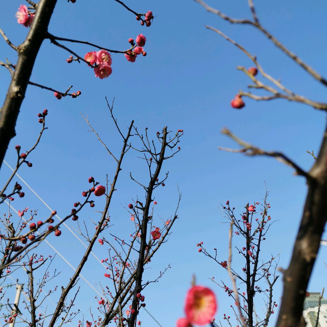 风吹叶子头像